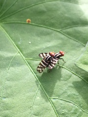 Pterotaenia fasciata