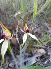 Caladenia macrostylis