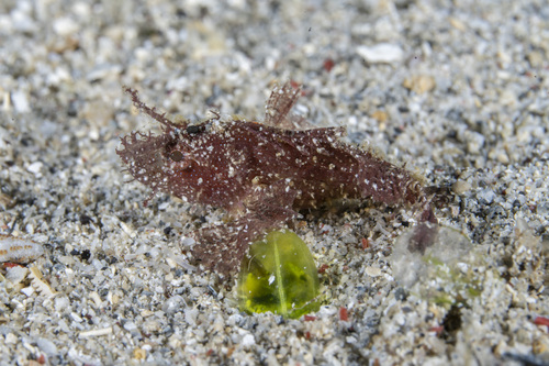 Pteroidichthys amboinensis observed 2026-09-03