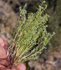 Cryptantha recurvata