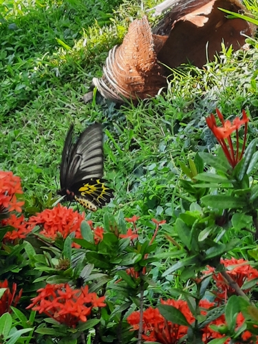 Golden Birdwing