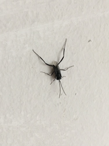 Photo of Blue-eyed Ensign Wasp (Evania appendigaster)