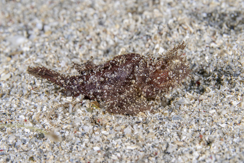 Pteroidichthys amboinensis observed 2026-09-03