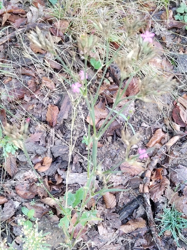 Deptford pink
