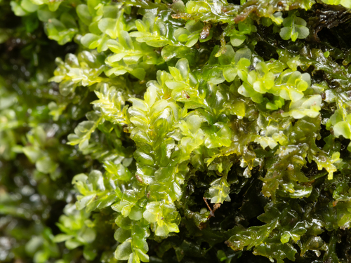 Chiloscyphus polyanthos observed 2026-09-07