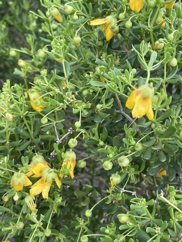Roepera flexuosa