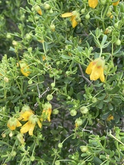 Roepera flexuosa