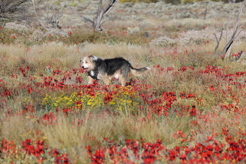Sturt's Desert Pea