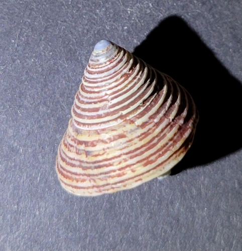 Calliostoma canaliculatum, 2026-09-14