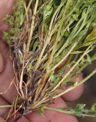 Cryptantha recurvata