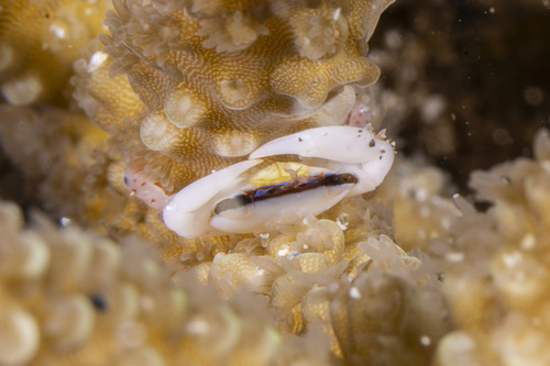 Tetralia glaberrima observed 2026-09-03