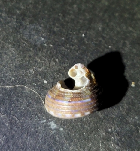 Calliostoma supragranosum observed 2026-09-14