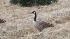 Branta canadensis