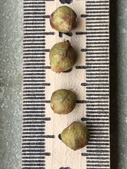 Drypetes lateriflora