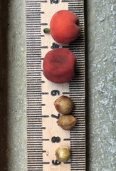 Drypetes lateriflora