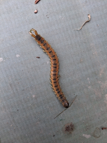Mediterranean Banded Centipede