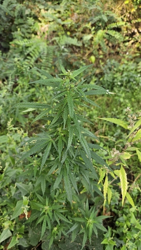 Cannabis