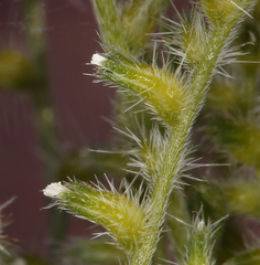 Cryptantha recurvata