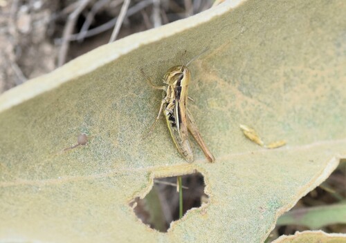 Common Straw Grasshopper, West Macedonia Region, Greece, photo 9 of 10