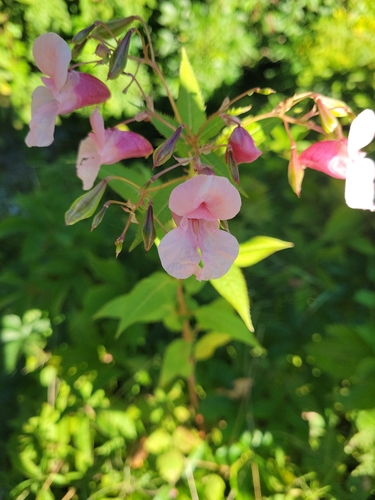 Himalayan balsam