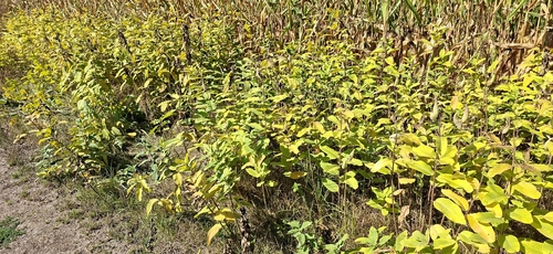 common milkweed