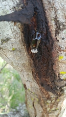 Colecerus marmoratus