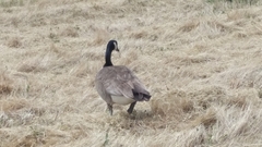 Branta canadensis