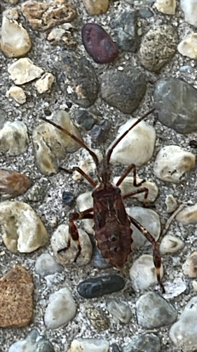 Western Conifer Seed Bug