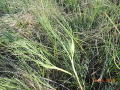Kadenia dubia