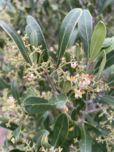 Olea exasperata