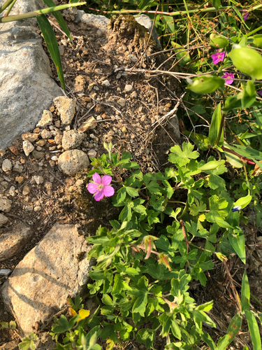 Geranium thunbergii, photograph 3