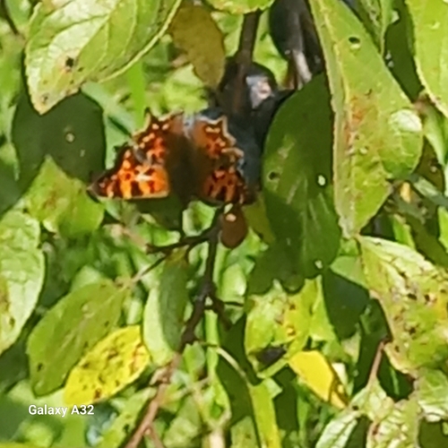 European Comma