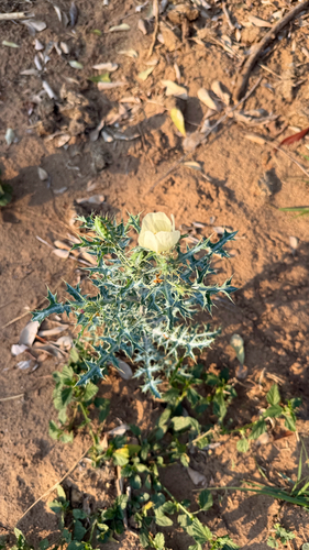 Argemone ochroleuca, photograph 2