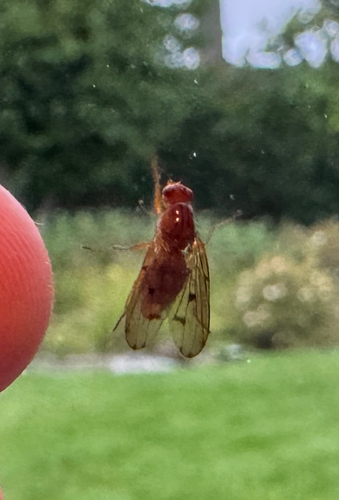 Hooded Dryomyza