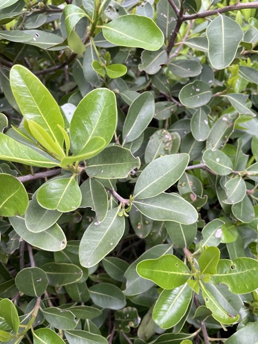 Sideroxylon inerme