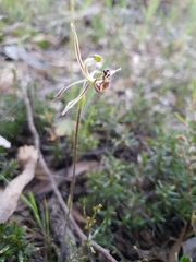 Caladenia barbarossa