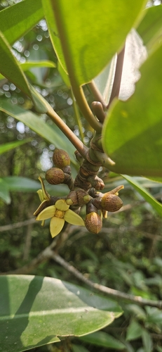 Rhizophora apiculata observed 2026-09-15