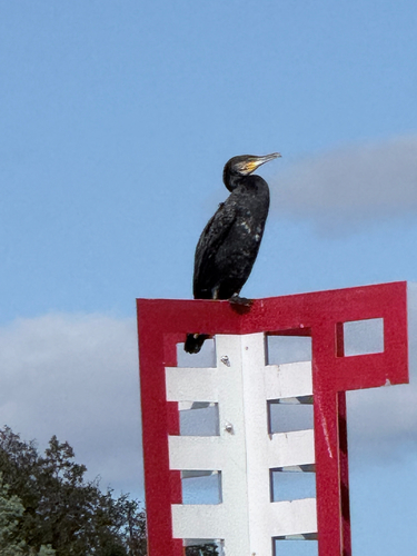 Great Cormorant