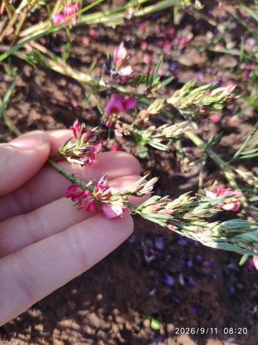 Indigofera hilaris