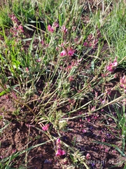 Indigofera hilaris, photograph (c) Antoinette Eyssell Knox, some rights reserved (CC BY-SA)