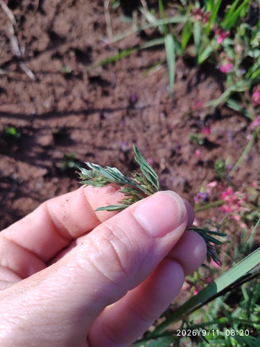 Indigofera hilaris, photograph 3