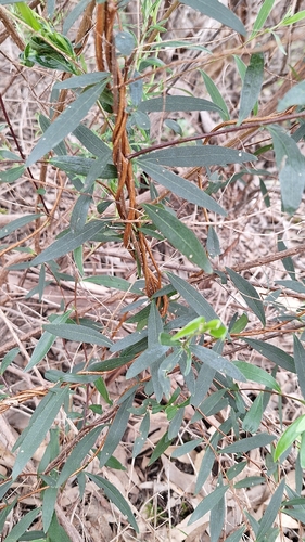 Billardiera cymosa, photograph 5