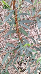 author not stated, no rights reserved Billardiera cymosa, photograph author not stated, no rights reserved