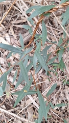Billardiera cymosa, photograph author not stated, no rights reserved