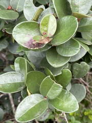 Maurocenia frangula