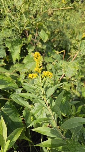 giant goldenrod