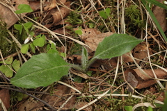 Hieracium oistophyllum