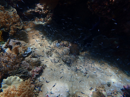 Pholidichthys observed 2026-09-15