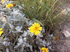 Thymophylla micropoides