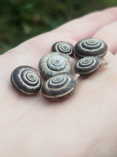 Heath Snail
